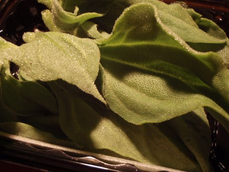 P1120109.JPG